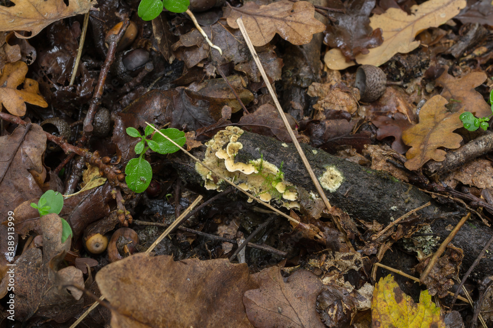 The crowded parchment fungi or Stereum complicatum growing on a decaying branch in wet woodland.
The crowded parchment fungi or Stereum complicatum growing on a decaying branch in wet woodland.