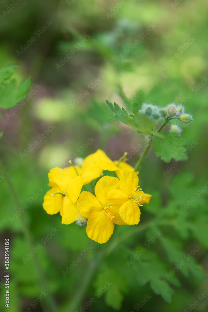 Fototapeta premium Celandine flowers close-up outdoors in the park