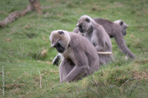 Singe primate Langur gris
