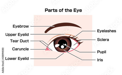 Structure of human eye  ( names of parts )  vector illustration