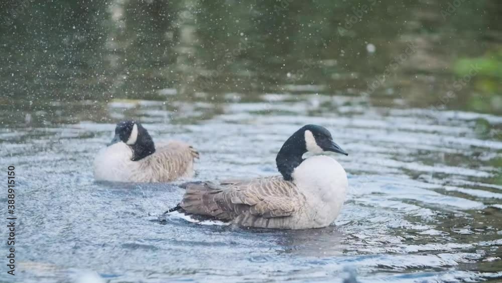 Canada goose cleaning its self in pond slow motion Canada goose cleaning its self in pond slow motion