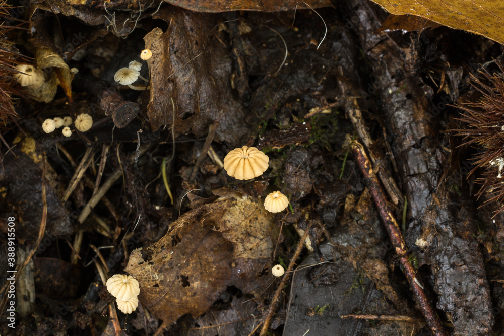 The delicate orange pinwheel mushroom or marasmius siccus growing in rotting leaf litter.
The delicate orange pinwheel mushroom or marasmius siccus growing in rotting leaf litter.