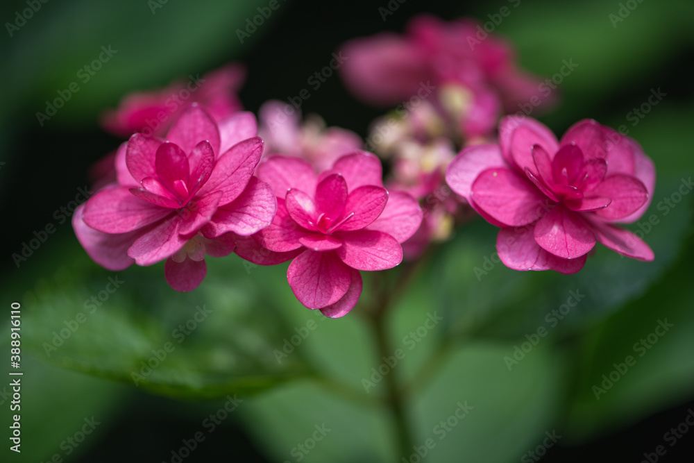 Pink hydrangea close-up