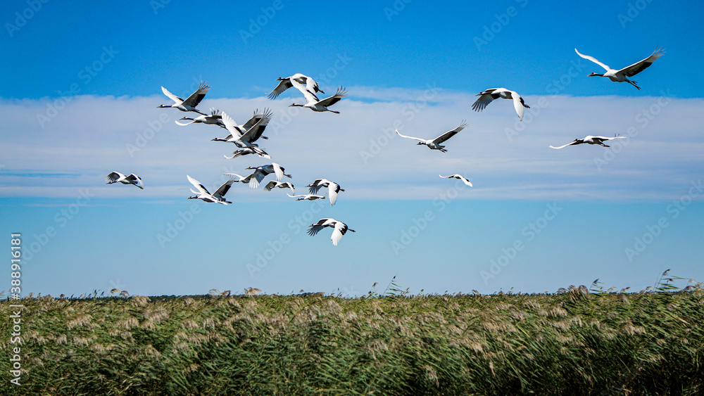 Red-crowned cranes flying on the grass