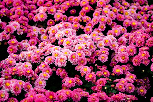 Red chrysanthemum close-up in the garden © ZHI
