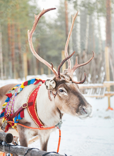 Reindeer in Santa Claus Village in Lovaniemi, Northern Finland 