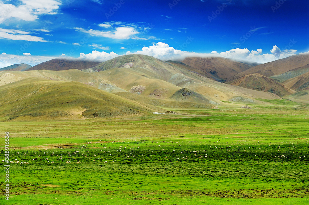 Sheep on the plateau grassland, summer plateau scenery