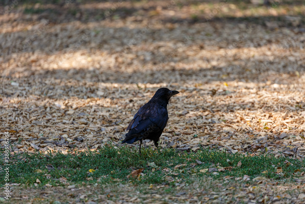 Crow on grass in park