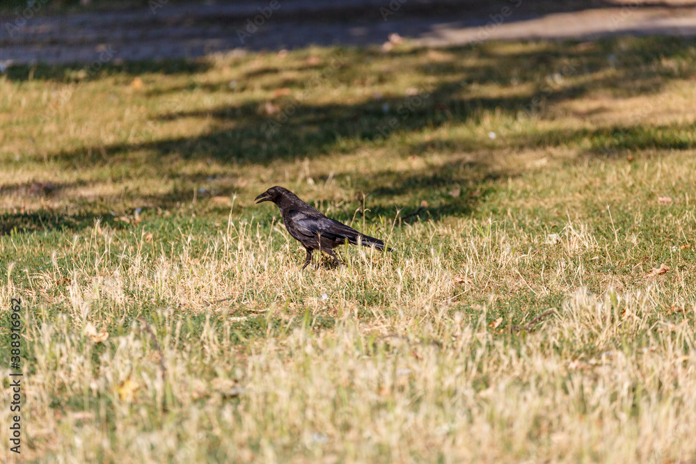 Crow on grass in park Crow on grass in park