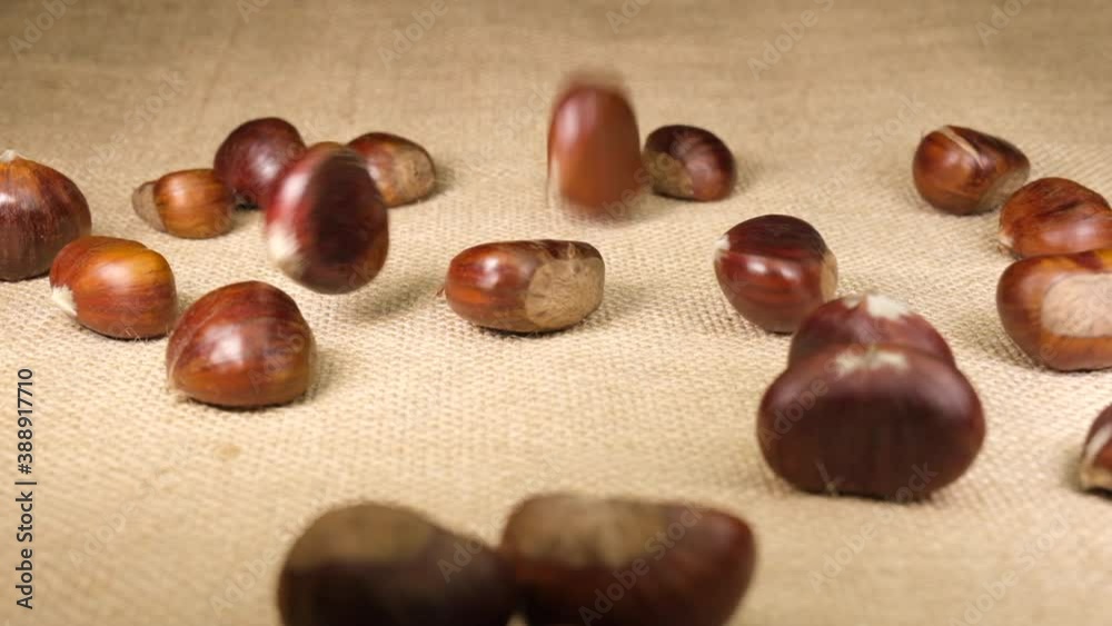 Chestnuts falling on jute canvas background in slow motion. Autumn fall seasonal food.