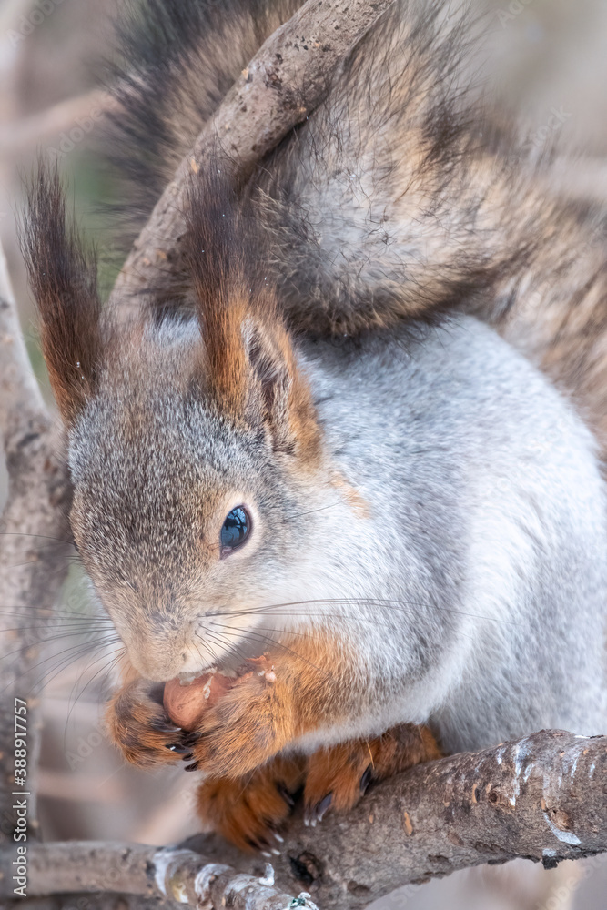 The squirrel with nut sits on tree in the winter or late autumn