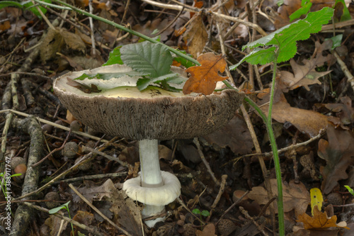 The convex cap of an older Agaricus placomyces mushroom growing in fall woodland.
 photo