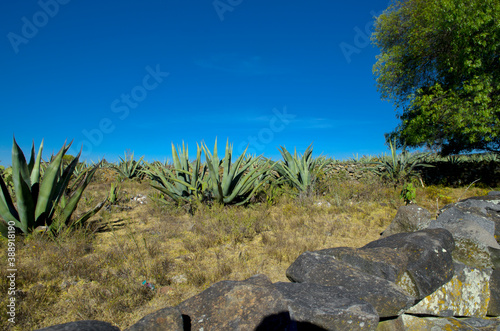 Paisaje con maguey