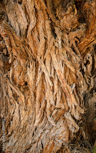 Corteza de árbol