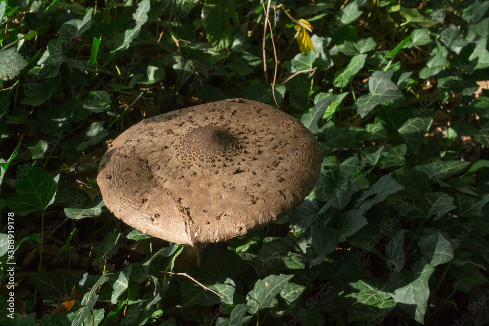 Φωτογραφία An old parasol mushroom or macrolepiota procera growing in damp fall woodland