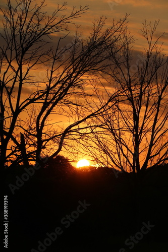 sunset in the forest