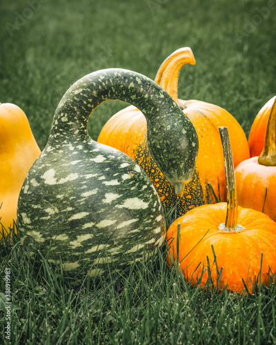 Speckled Swan pumpkin or Korba Gourd and yellow pumpkins close up in the garden, vertical banner