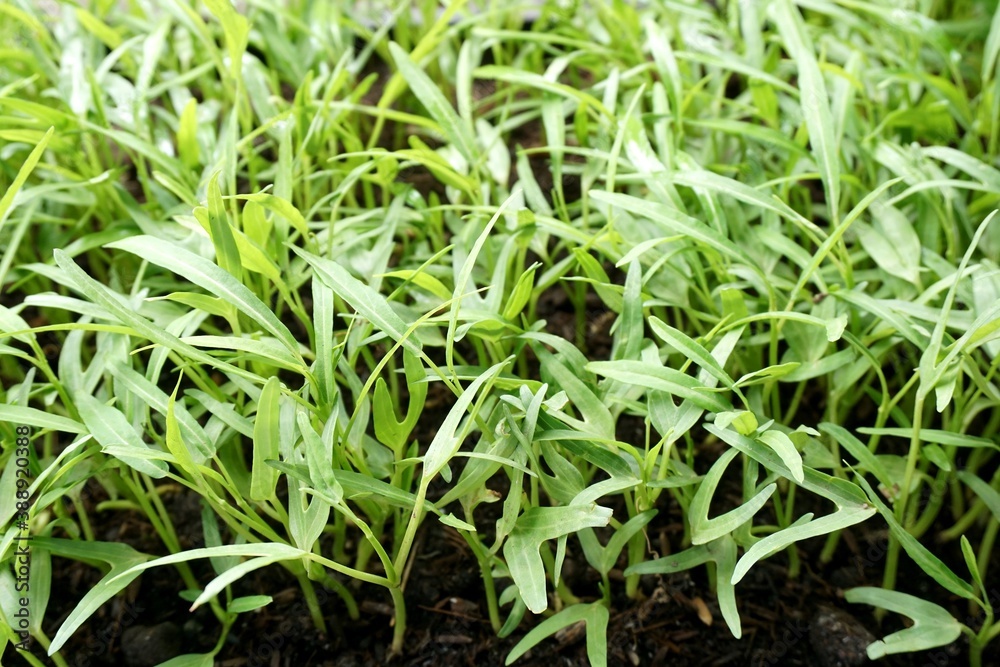 fresh green Ipomcea aquatica plant in nature garden fresh green Ipomcea aquatica plant in nature garden