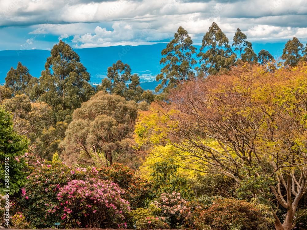Fototapeta premium Colourful Foliage