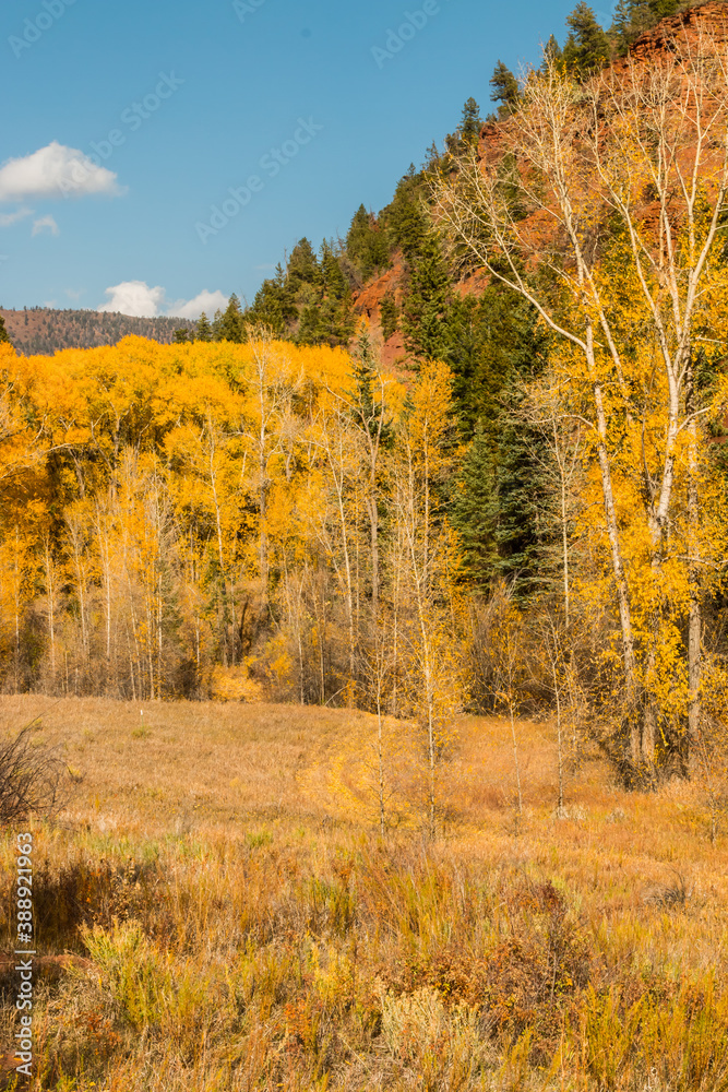 Mountain Road Through Golden Aspen Trees, Woods Lake Road, Placerville, Colorado, USA