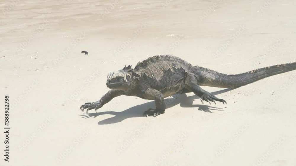 Black Galapagos Marine Iguana Crawling Along White Sandy Beach, Tortuga Bay Black Galapagos Marine Iguana Crawling Along White Sandy Beach, Tortuga Bay