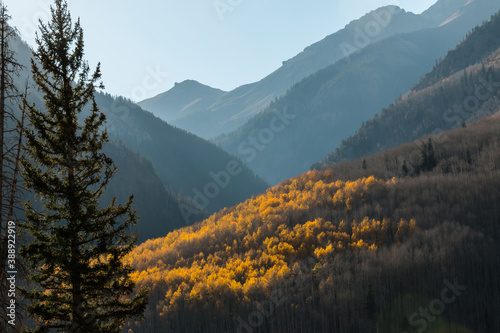 Golden Aspen Trees  on Sunshine Mountain, Uncompahgre National Forest, Colorado, USA photo
