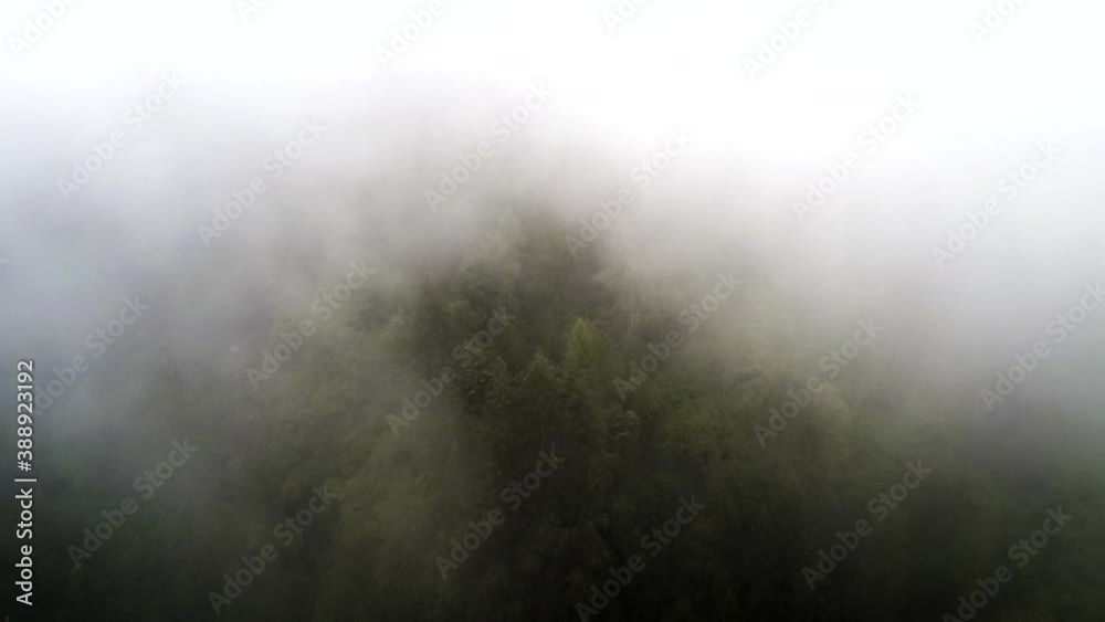 Hazy mountain aerial shot flying slowly above a pine forest on a cloduy and mist landscape. The fog sorrounds the drone with a mystical and horror atmosphere while fly above this natural view.