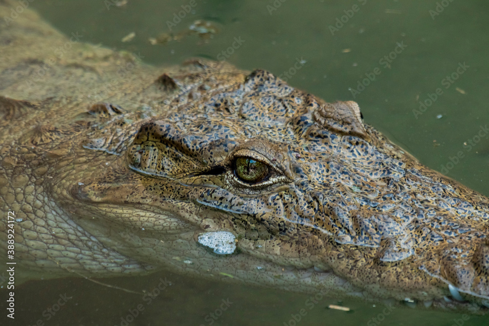 A captive crocodile at Indroda nature park A captive crocodile at Indroda nature park