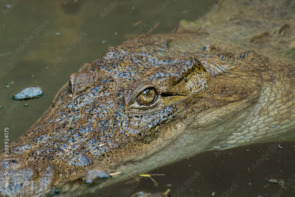 A captive crocodile at Indroda nature park A captive crocodile at Indroda nature park