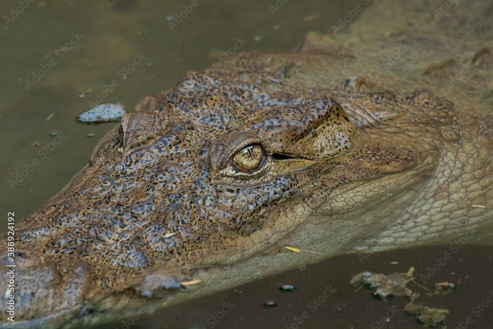 A captive crocodile at Indroda nature park A captive crocodile at Indroda nature park