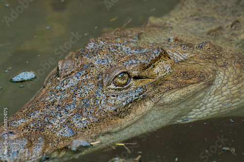 A captive crocodile at Indroda nature park