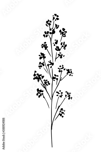 Hand-drawn simple ink vector sketch. Wild flower, field plant, black silhouette isolated on white background. Element of nature, herbarium.