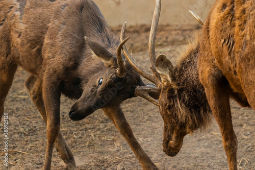 Pair of bucks fighting with antlers