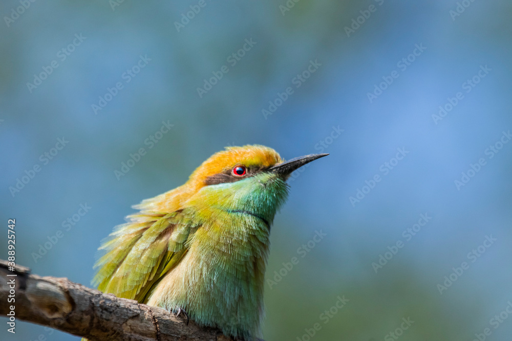 Fototapeta premium Various views of the green bee eater