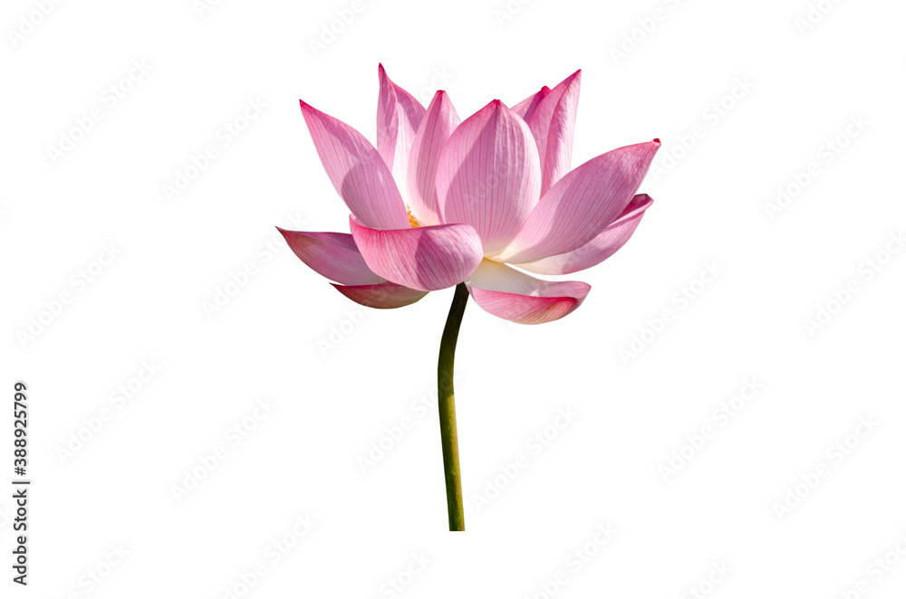 Pink lotus flower isolated on white background