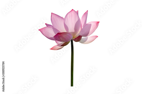 Pink lotus flower isolated on white background