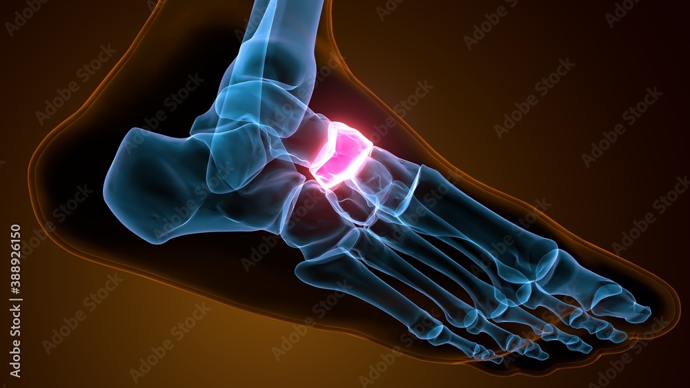 3d illustration of the skeleton foot navicular bone
