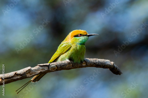 A green bee eater sitting on a branch