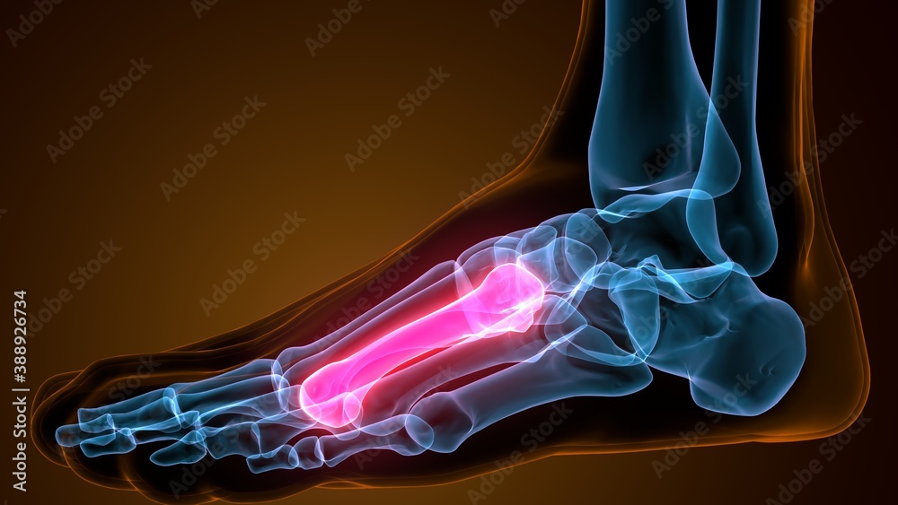 3d illustration of the skeleton metatarsal bone anatomy
