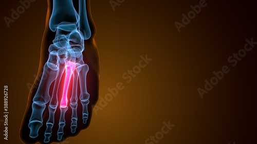 3d illustration of the skeleton metatarsal bone anatomy 