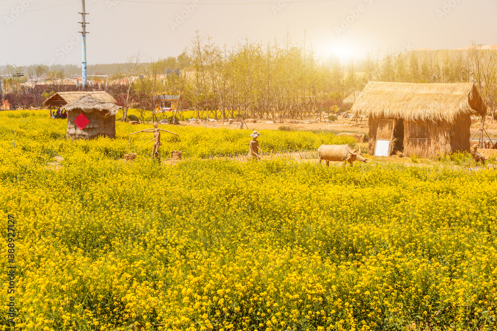 Panorama of blooming field, yellow rape