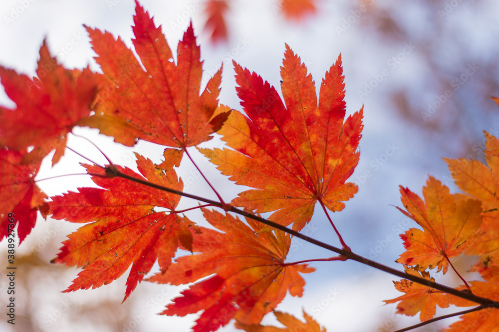 梅村庭園の紅葉