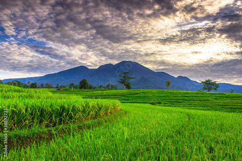 Rice fields in the morning with beautiful green expanse in Bengkulu Utara, Indonesia