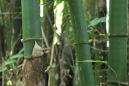 Bamboos are evergreen perennial flowering plants in the subfamily Bambusoideae of the grass family Poaceae.
