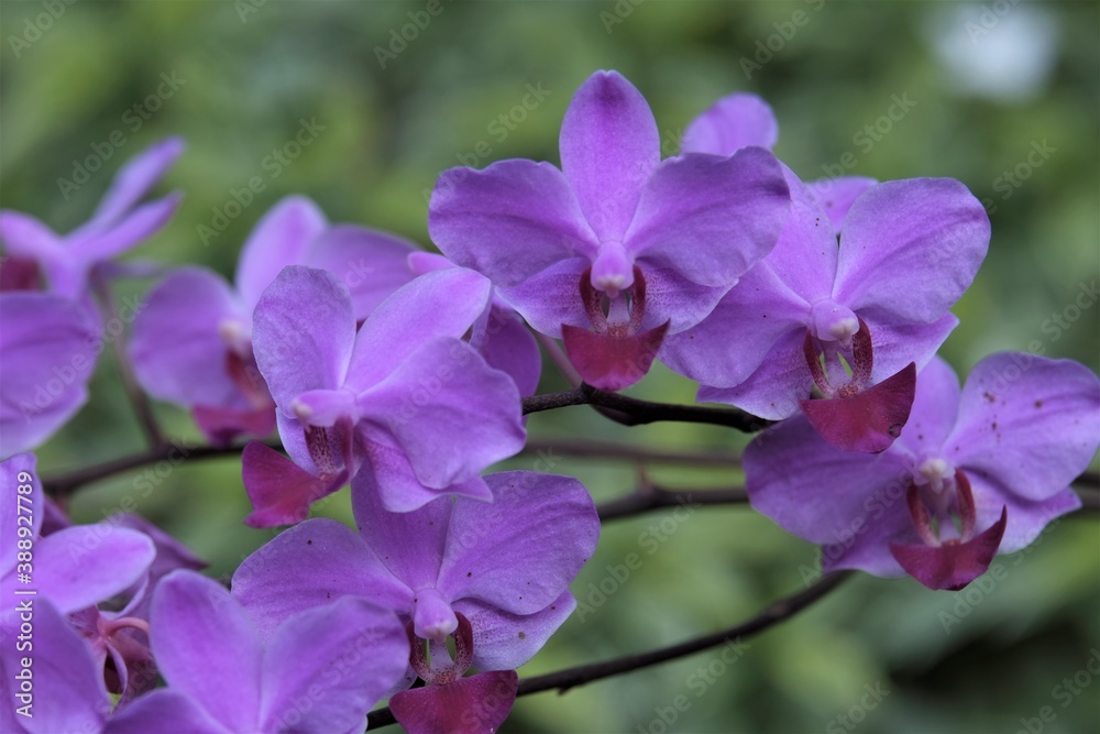 Fototapeta premium Phalaenopsis commonly known as moth orchids, is a genus of about seventy species of plants in the family Orchidaceae.