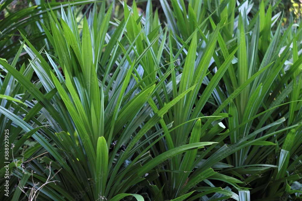 Pandanus is a genus of monocots, Common names include pandan, screw