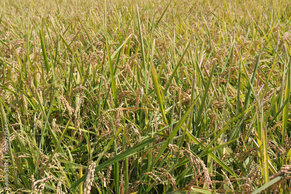 Obraz premium 収穫前の稲のイメージ