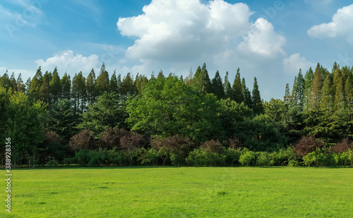 Fototapeta Naklejka Na Ścianę i Meble -  Sunshine forest and grassland in the park