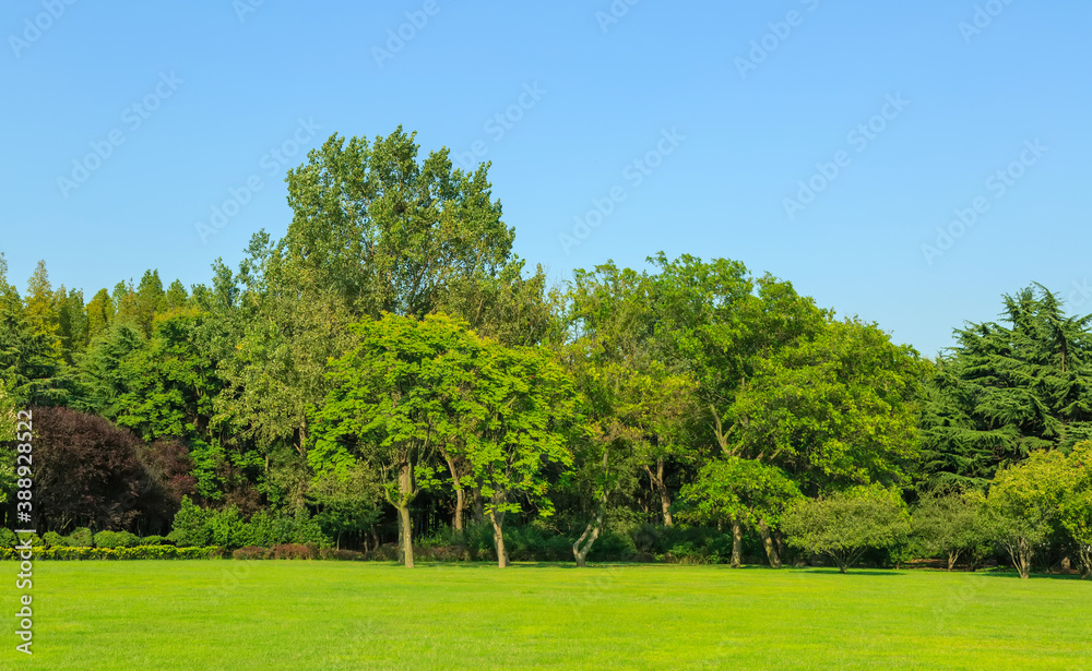 Sunshine forest and grassland in the park Sunshine forest and grassland in the park