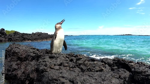 Galapagos Penguin Perched On Black Lava Rock With Beak Open
